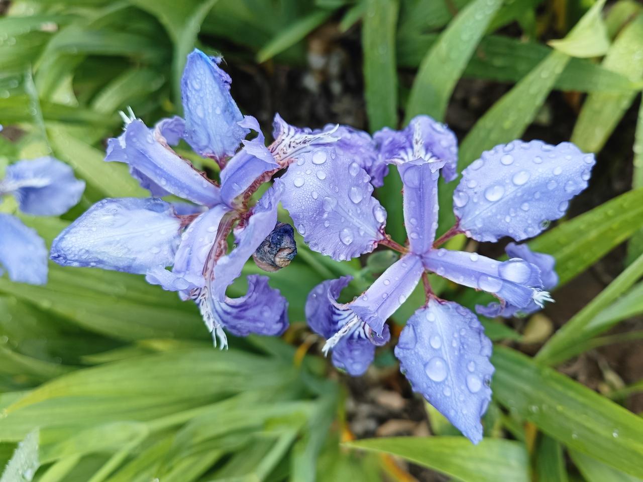花期匆匆，美好向来短暂。前几日还在院中赏拍盛放的玉兰花，转眼便已零落殆尽。漫步医