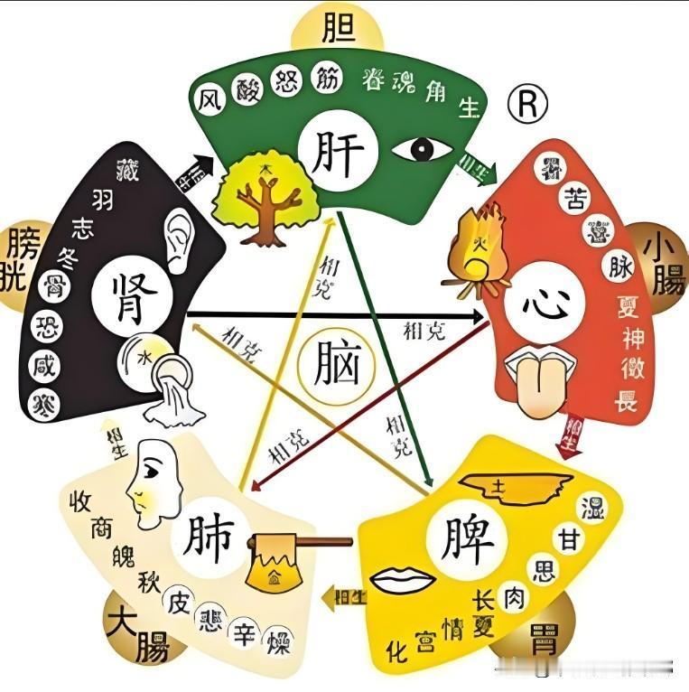 心寒——桂枝，肝寒——吴茱萸，脾寒——丁香，肾寒——附子，肺寒——生姜，中医帮你