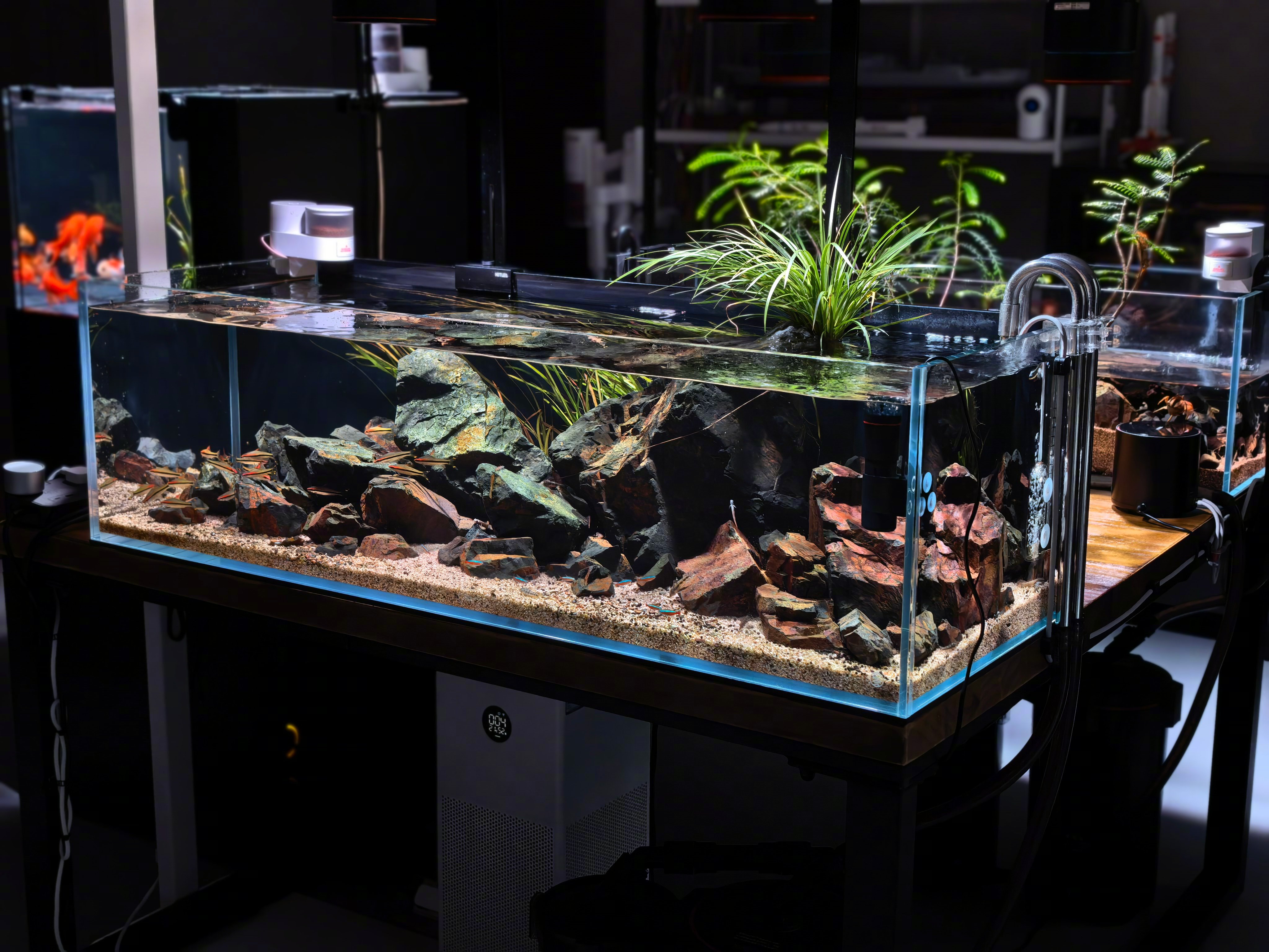 网友总说我这鱼缸很干净，没长藻，我的办法是：1控制水别太肥因为鱼虾都不大，每天喂