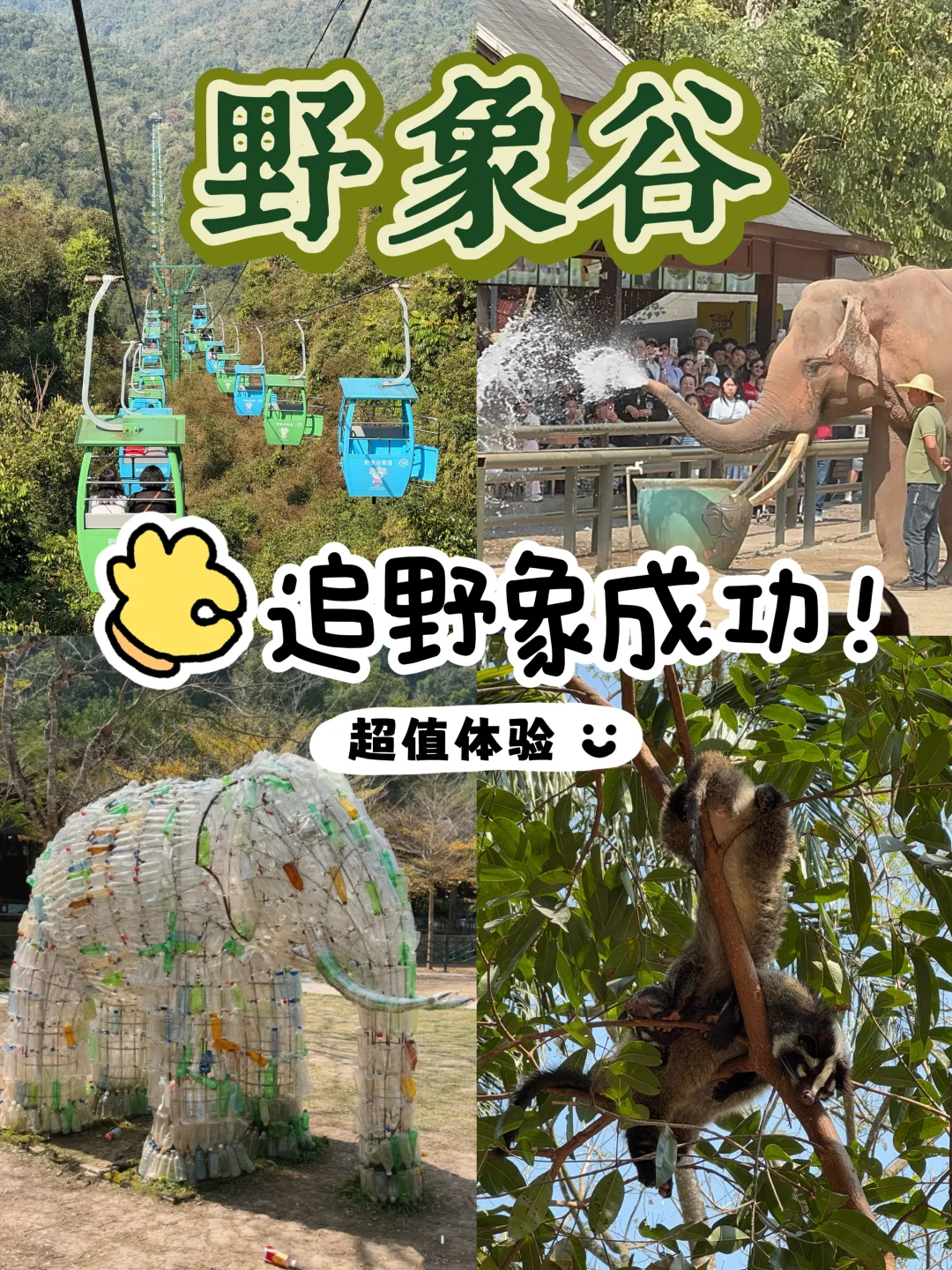 🐘野象谷追野象经验➕省时省力玩法✔️附地图！