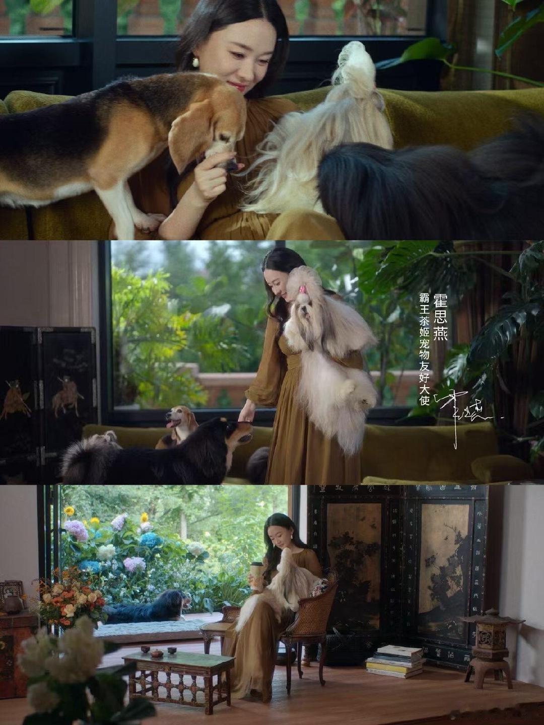 在狗身上看到了主人的身影万物皆有奇妙的联动，在狗身上看到了主人的身影。神态习性高