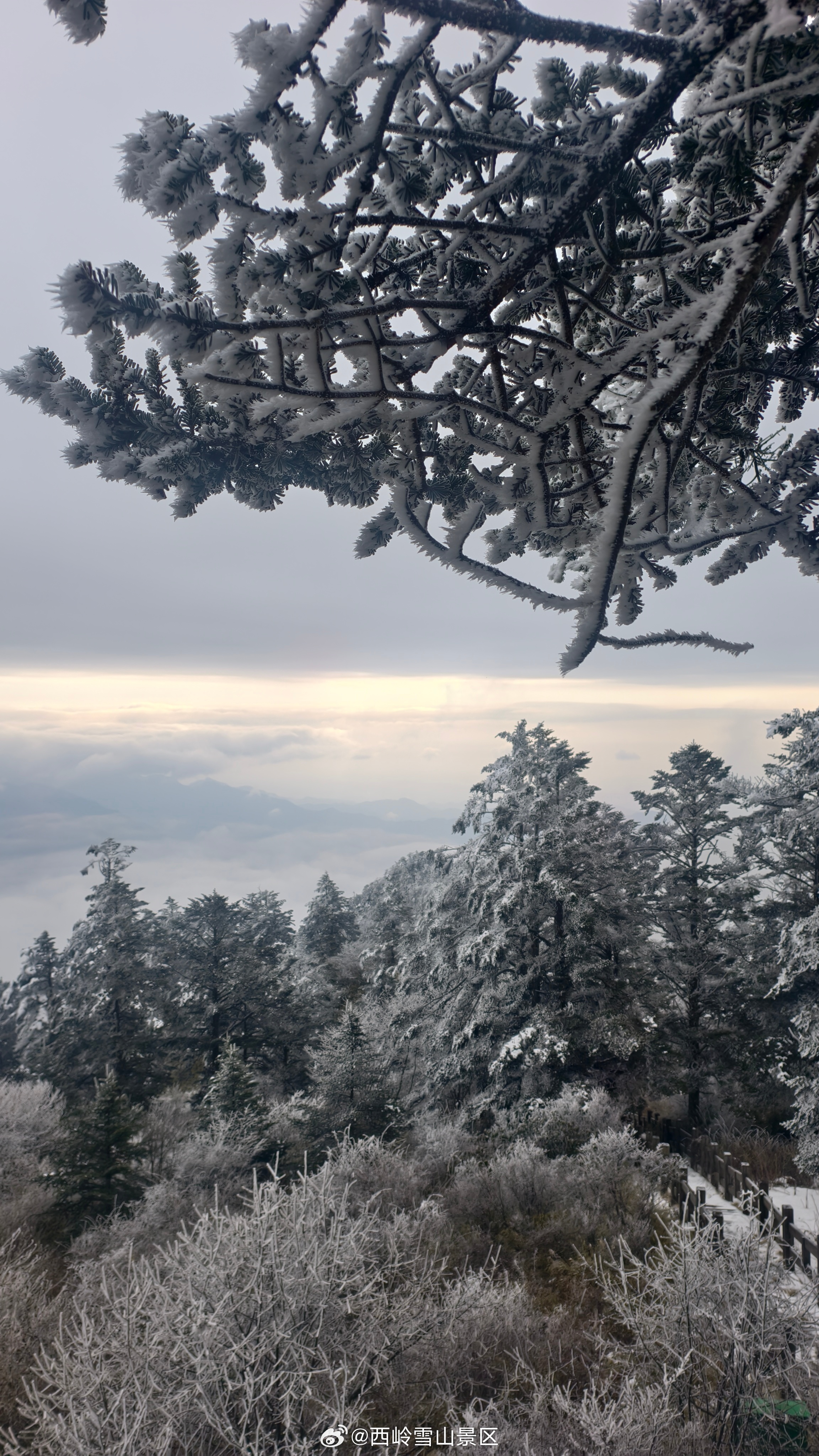 雪覆松枝映碧空，西岭云峰入画中#西岭雪山 #