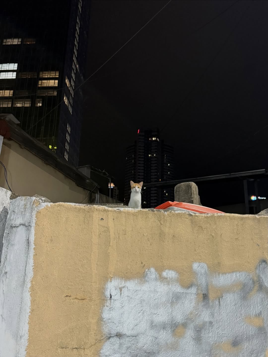 我就知道Lisa看到小猫咪是走不动的，这也太萌！ ​​​