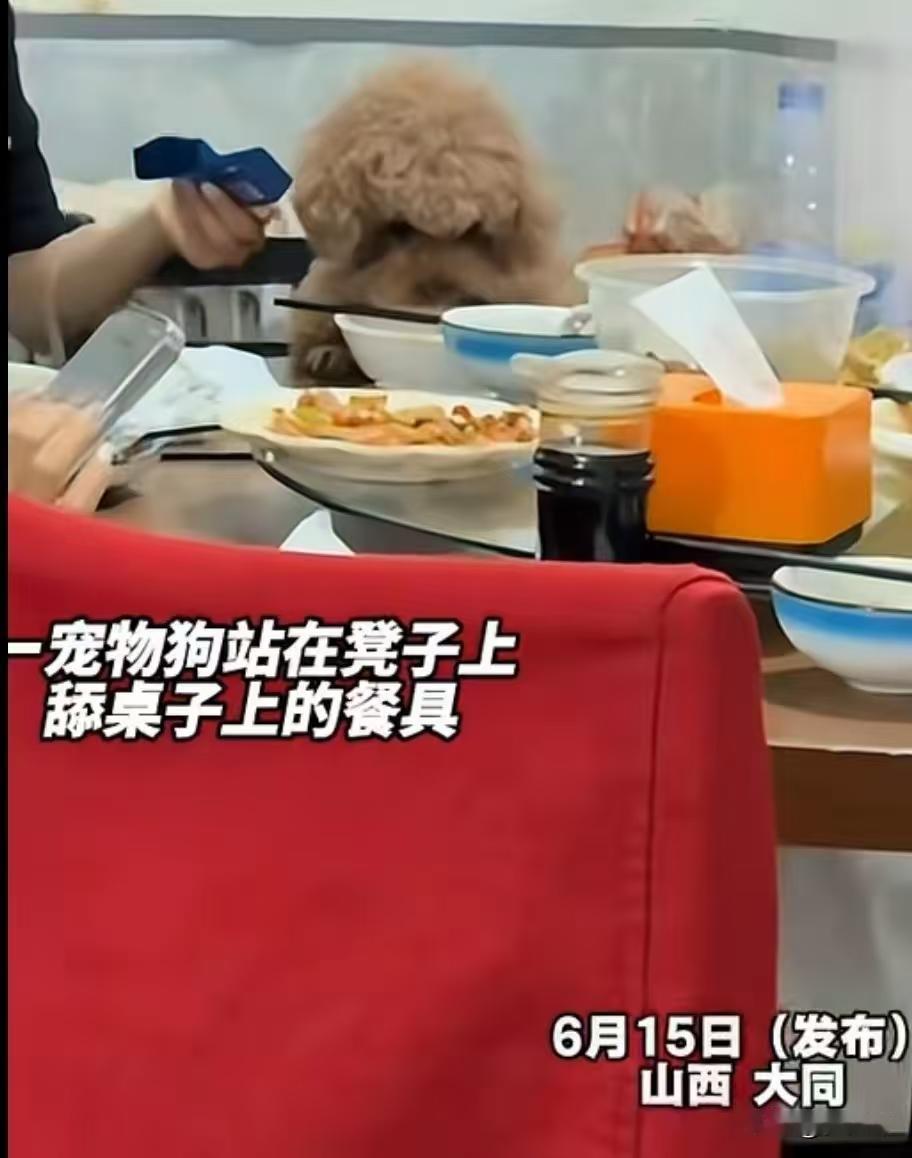 大同餐馆狗上桌后续，老板回应，20年老店口碑崩塌。不管什么等级的饭店，只要允许狗