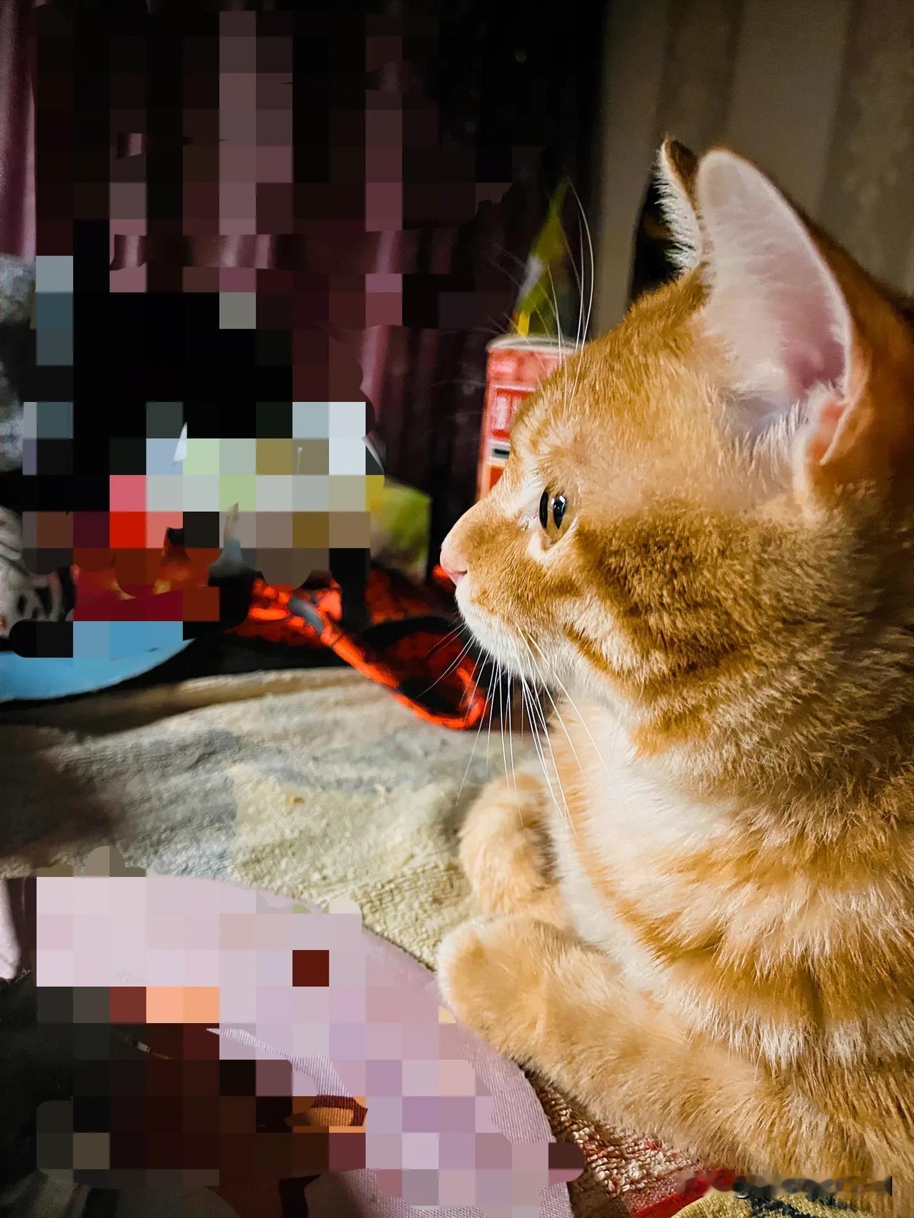 #分享一张猫咪看起来像人一样的照片#偷拍的一张！大家看，这个宝贝好专心好认真的样