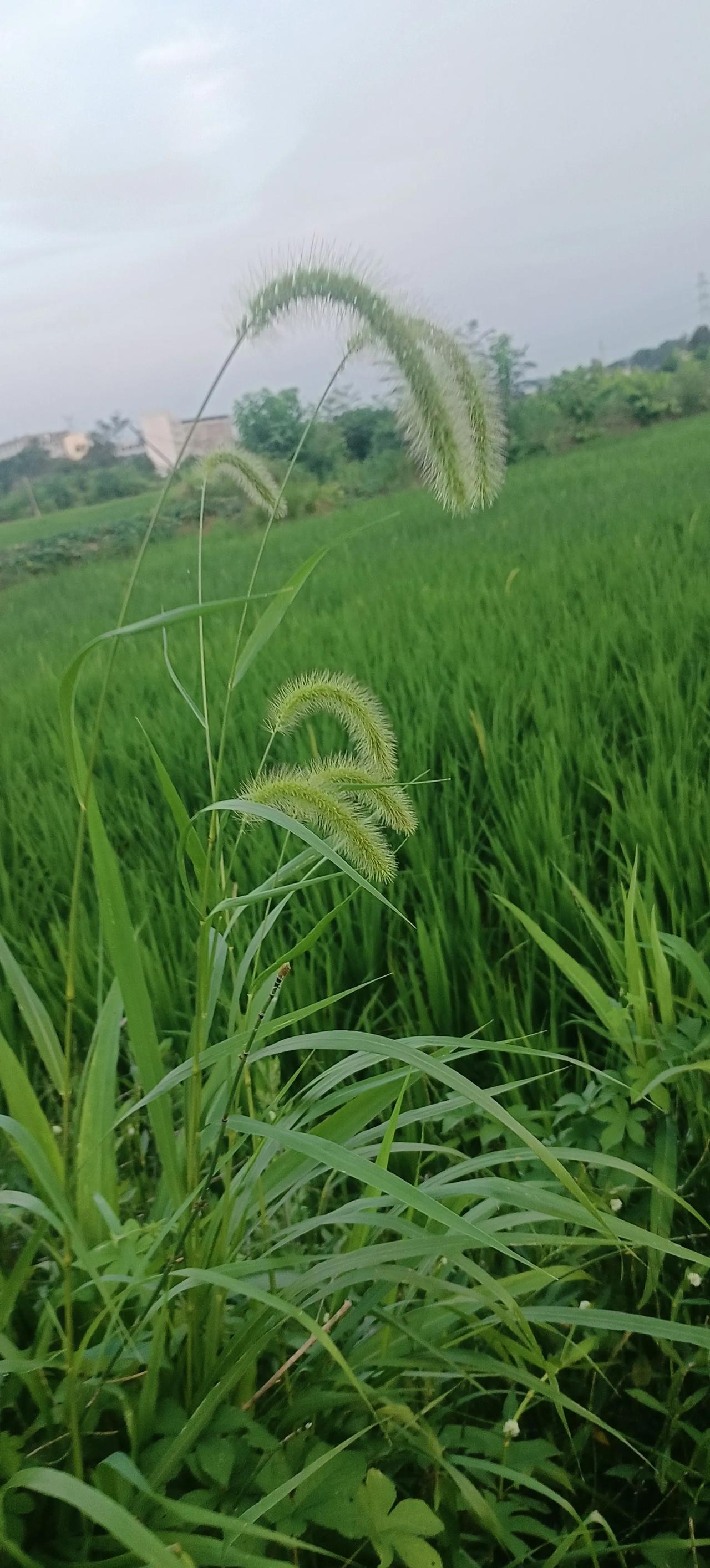 上句：包头防日照
下句：拉萨避强光