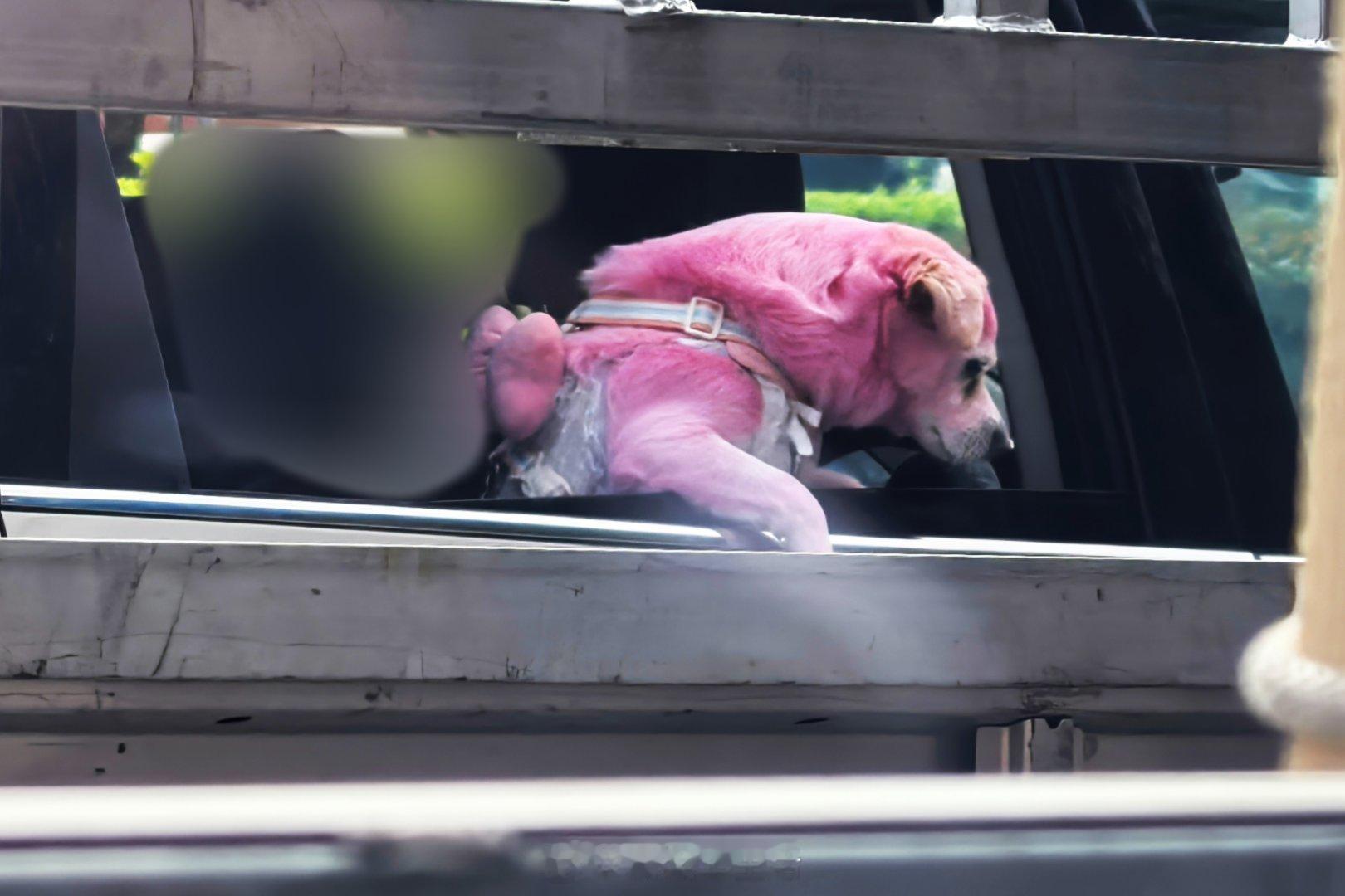 其实它的旁边还有一只黄毛狗手机一响都知道谁找我