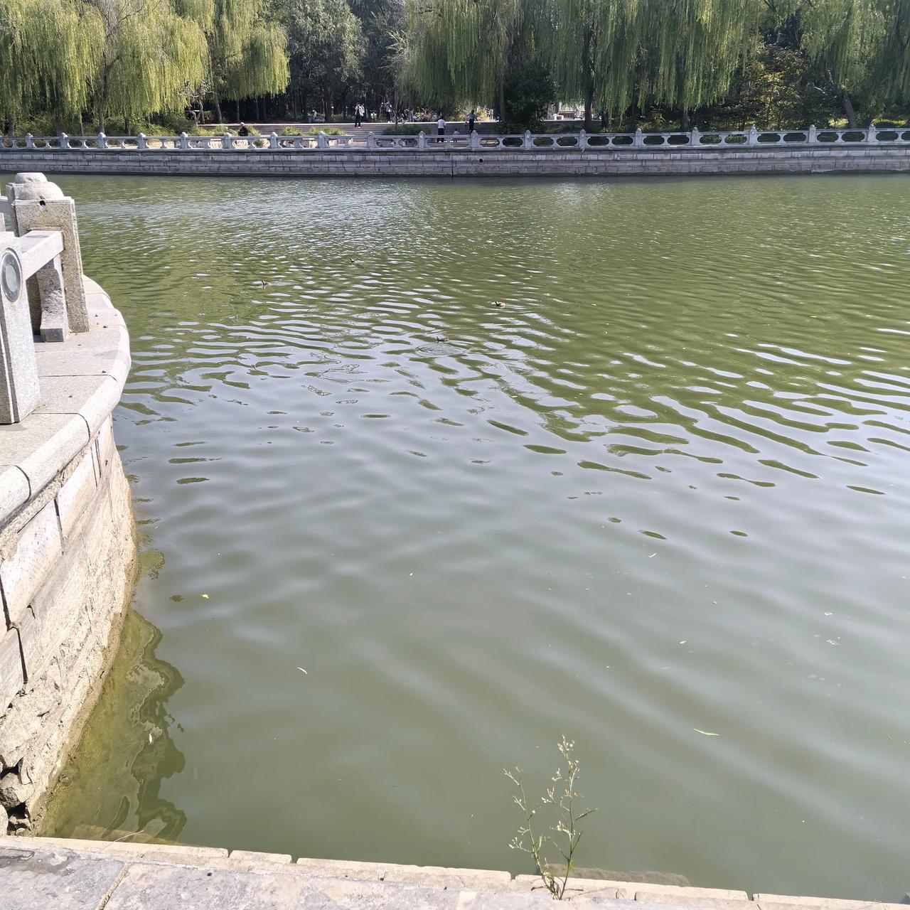 我老琢磨这里是哪个角，开始看着以为是荷香亭，仔细看又不太像[呲牙]