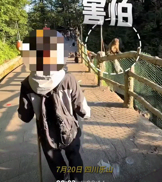 四川乐山，一游客游玩峨眉山景区时，为了防止当地猴子撒泼侵扰，竟直接手拿一条假蛇玩