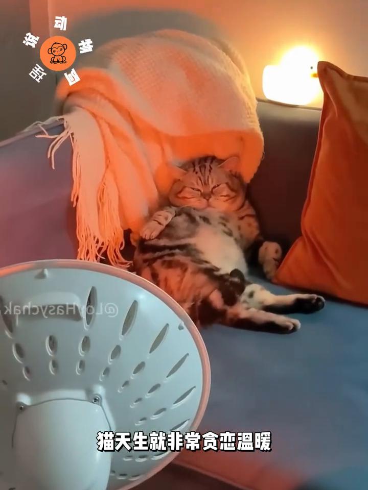 为什么猫咪能一直待在火炉旁，哪怕身上的毛都被烤焦了，它还是一动不动？这看起来挺蠢