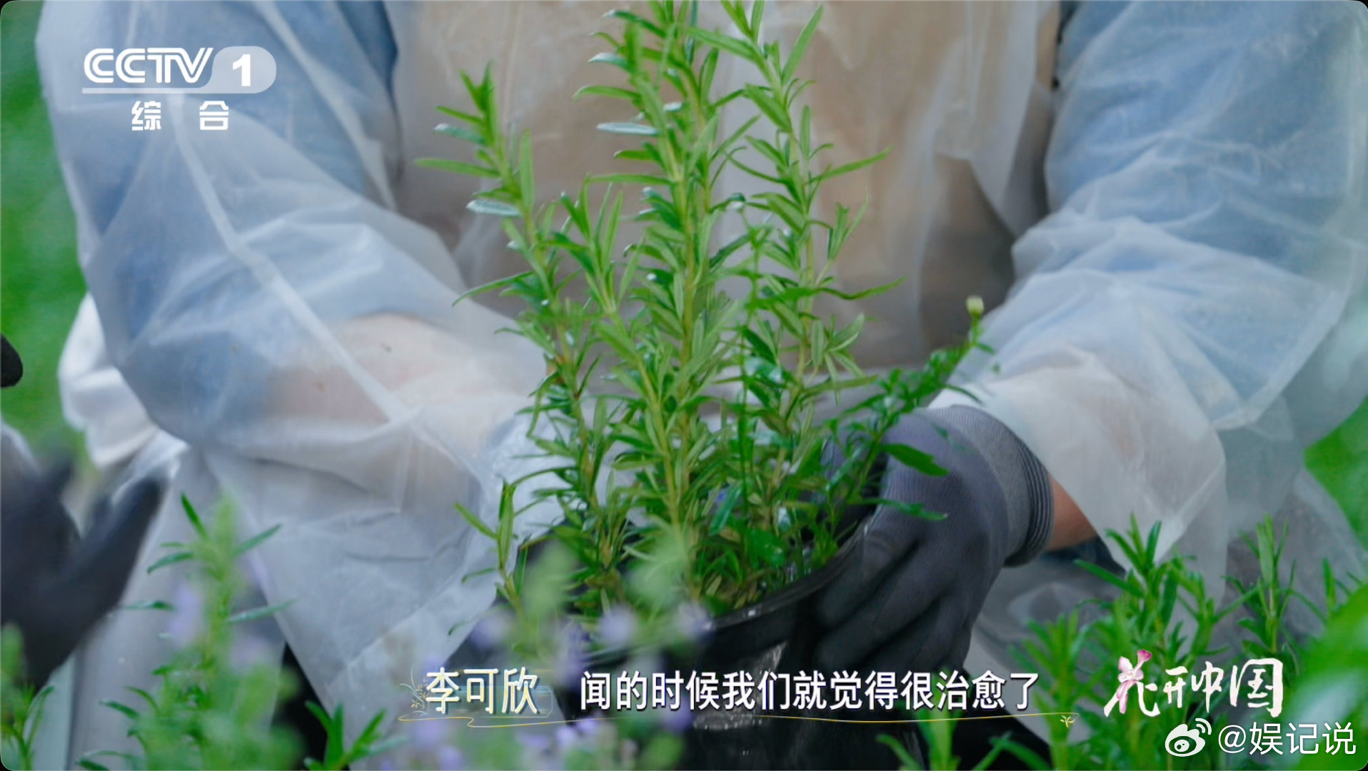 原来你们都是这样缓解焦虑的花开中国研究表明，迷迭香香气中的1,8-桉叶素成分能够