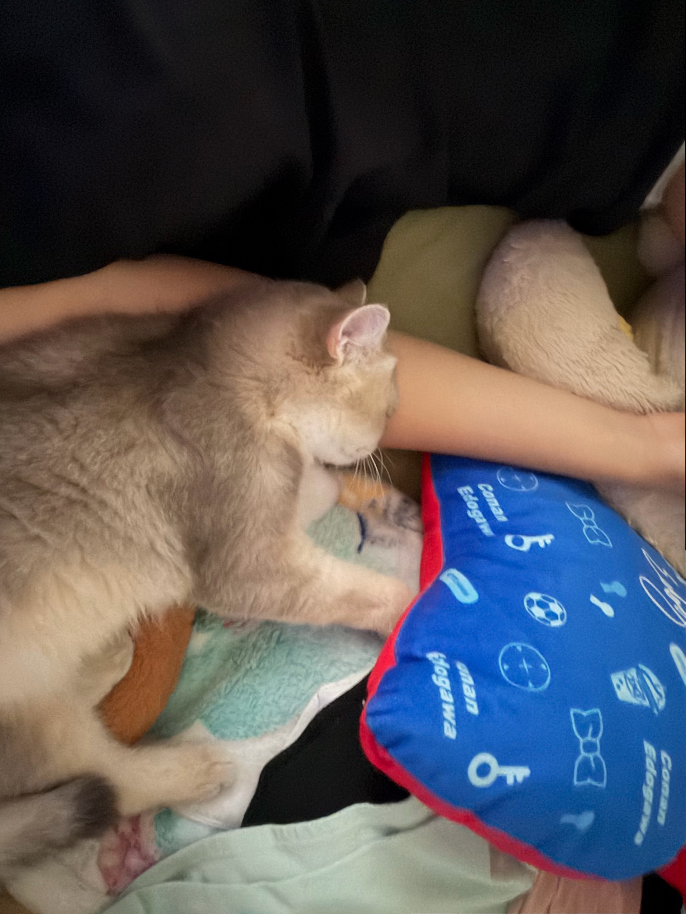 小猫咪小猫咪，诶是小猫咪，亲生的有什么区别 