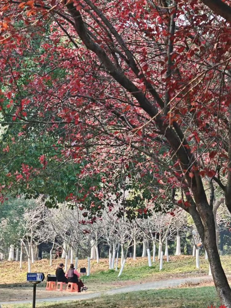 🍁红树把秋光纺成丝绒，长椅上的低语，正和树影一起织进光阴的温柔褶皱里。
✨枝桠