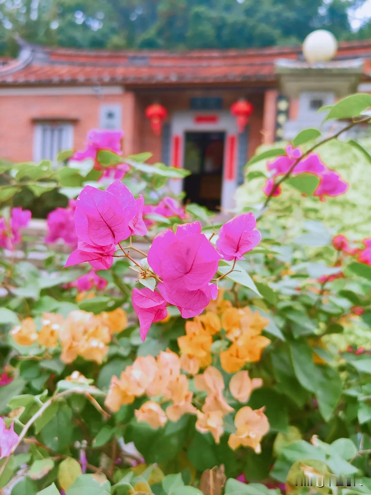 姹紫嫣红闹古厝
喜笑颜开迎新年
古厝风景 绚烂开放的花。 花开繁荣