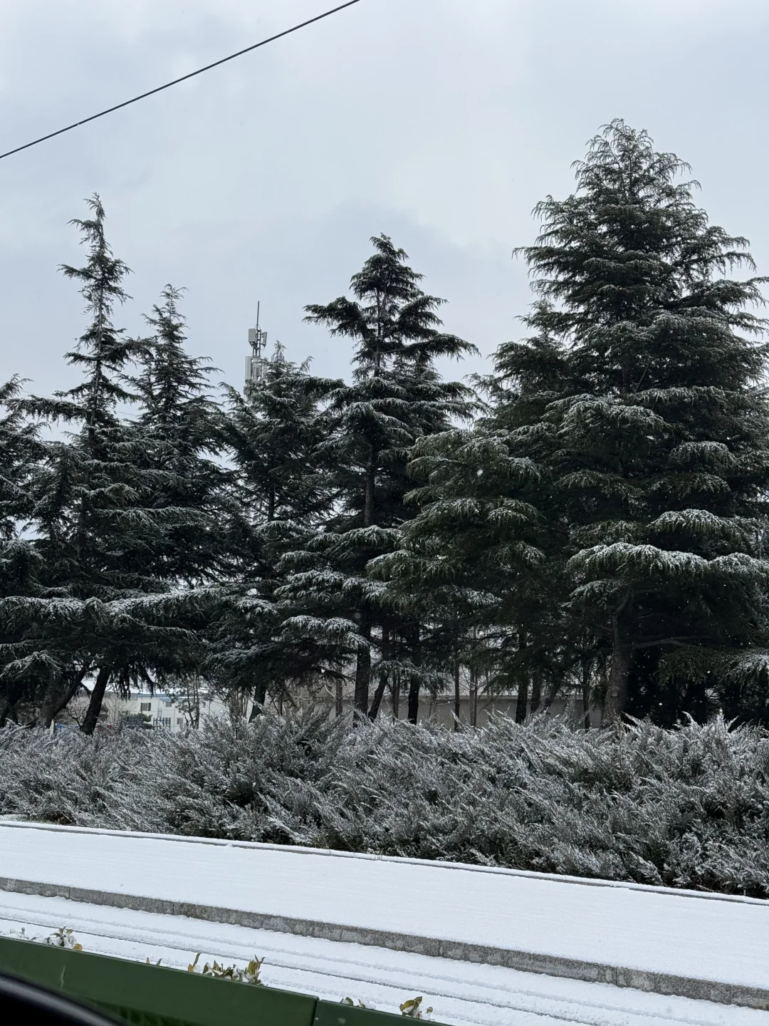 12.21实况！烟台威海下雪了！好大颗的圣诞树