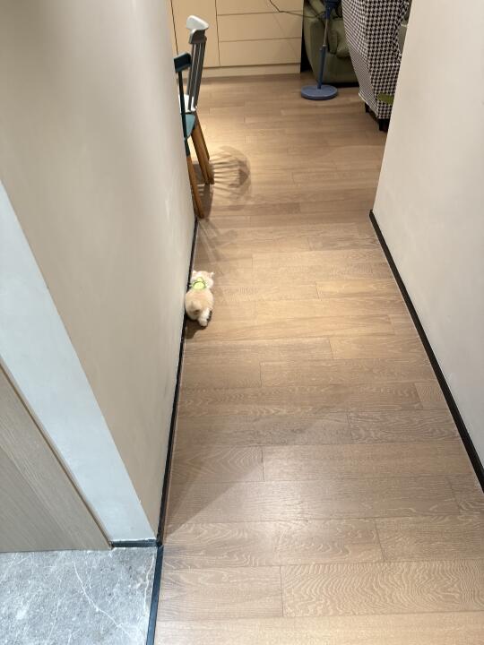 怎么办～新接的小猫，好像买错尺寸了🤣