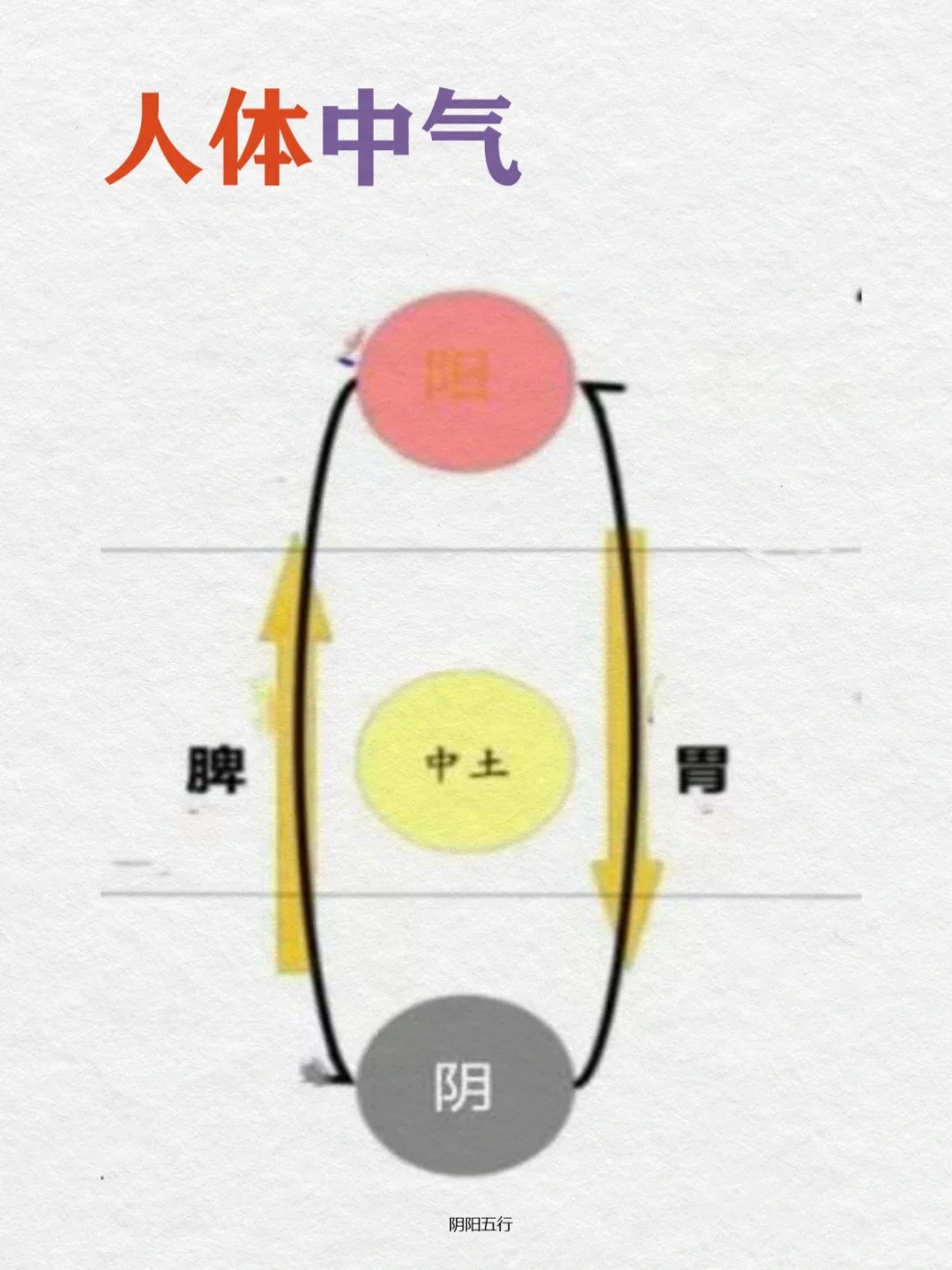 0基础学古中医22天｜脾升胃降