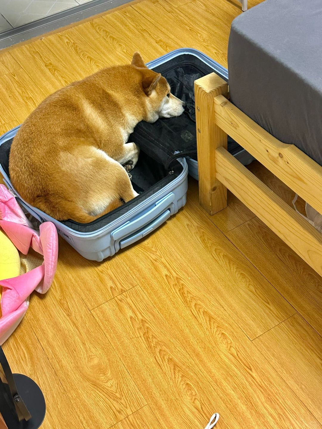带我一起走呗…..