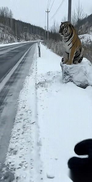 那手摸上去的时候，他心里估计还在想：嘿，这毛做得可真顺溜。
雪下得那么大，一哥们