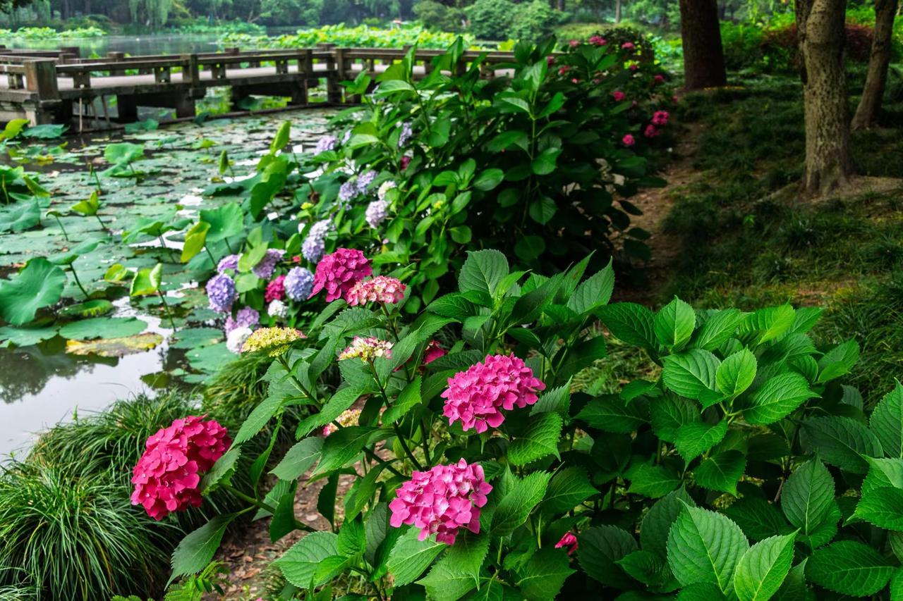 杭州西湖曲院风荷。杭州西湖曲院风荷诗情画意的荷塘美景 园林荷花