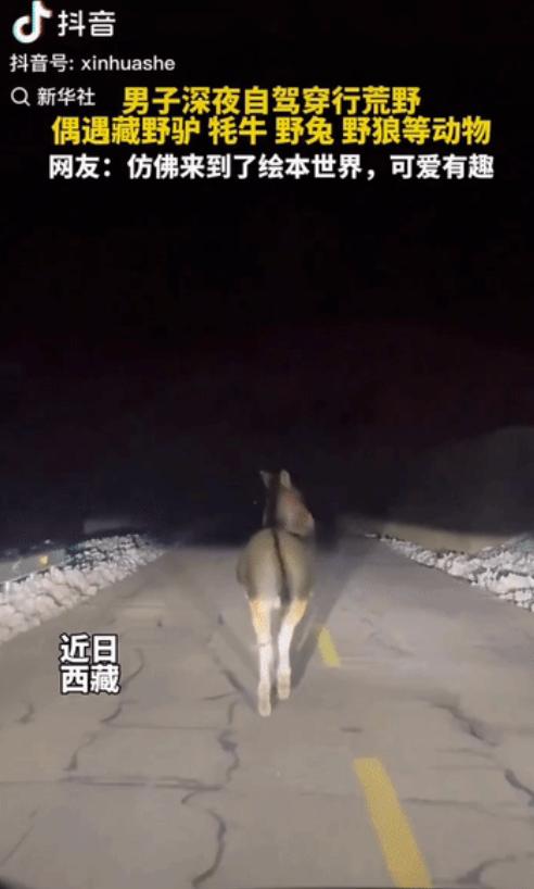 “上新华社了!” 西藏，男子深夜驾车经过荒野，原以为会十分安静，哪料，一路遇到各