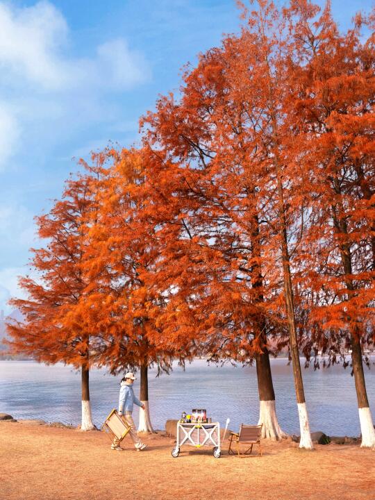 推荐个新手友好路线❗️打卡湘湖超美红杉林