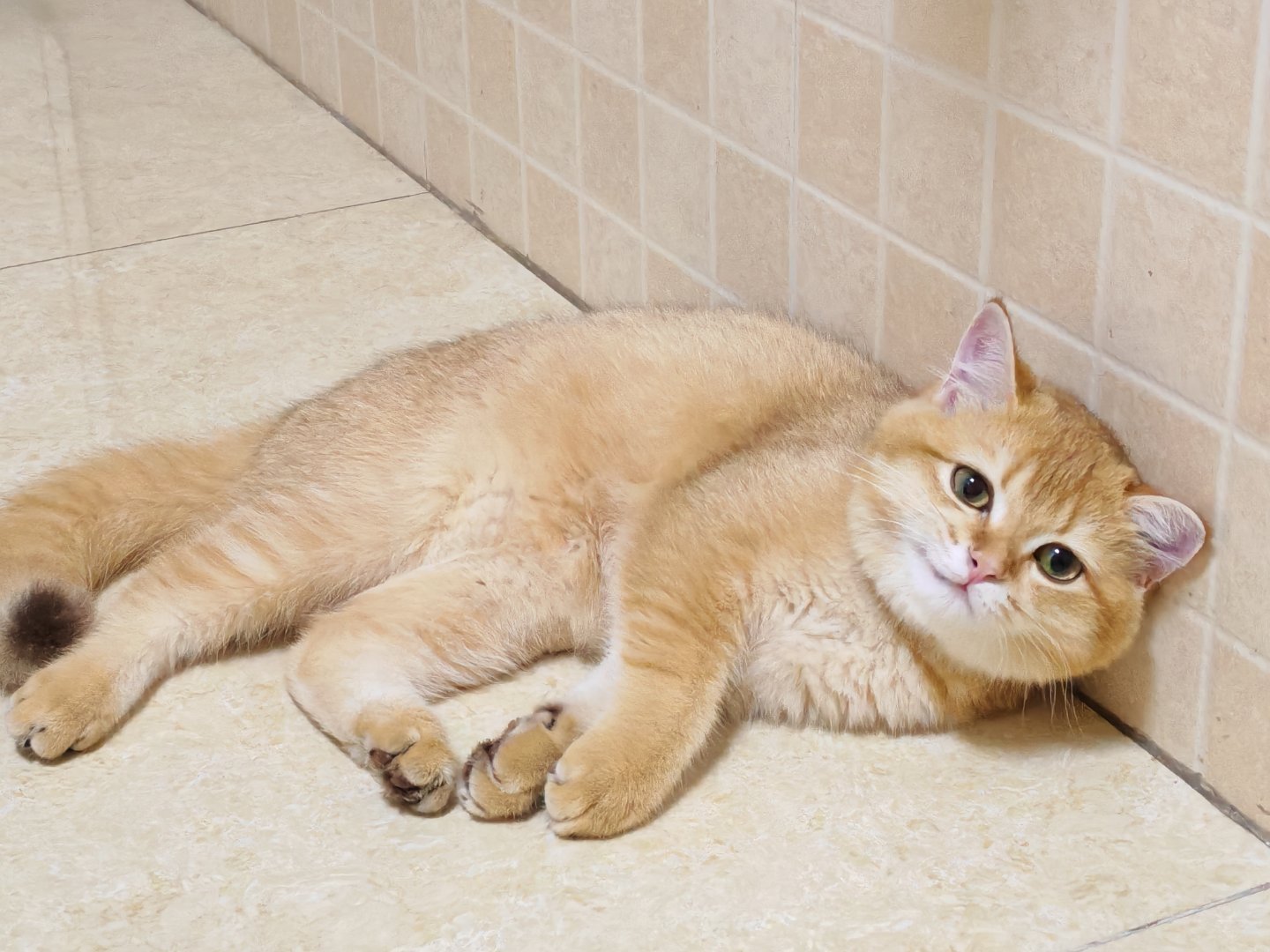元宝是个小歪嘴猫咪摄影动物奇遇记猫猫咪