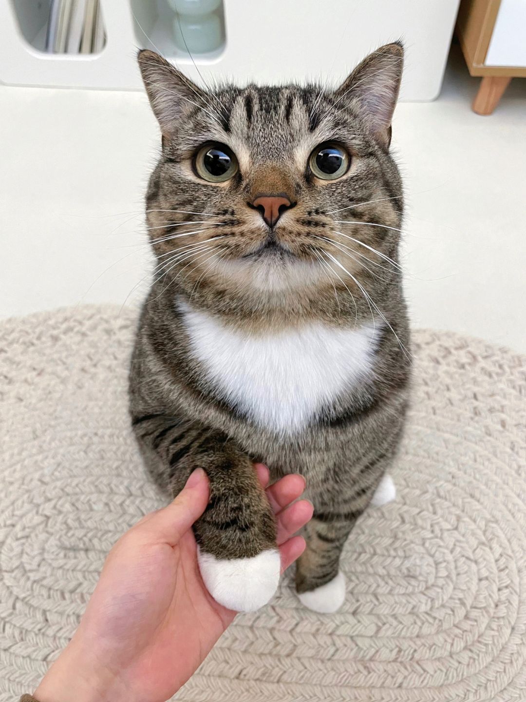 朋友竟然给我说土猫不用养这么用心...