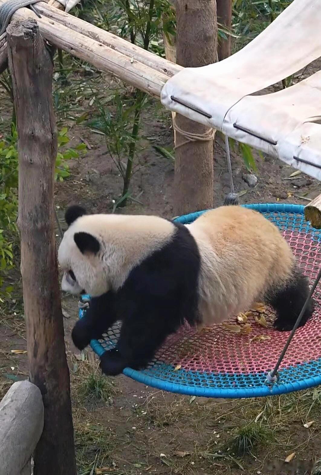 爱姐牌小马驹，我有急事先骑走了哈！   腰是腰腚是腚，火辣辣的小熊，女明星都是这