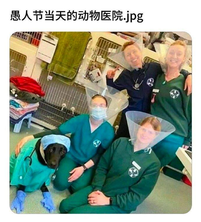 愚人节当天的宠物医院 