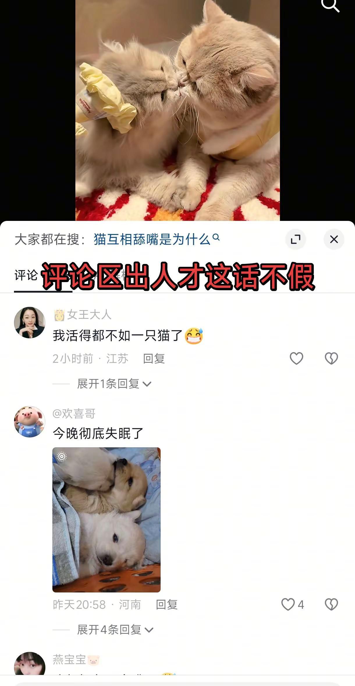 上面的猫还好，下面的狗才是真的狗啊。请狗吃狗粮，当面绿狗猫咪的亲密互动 猫咪cp
