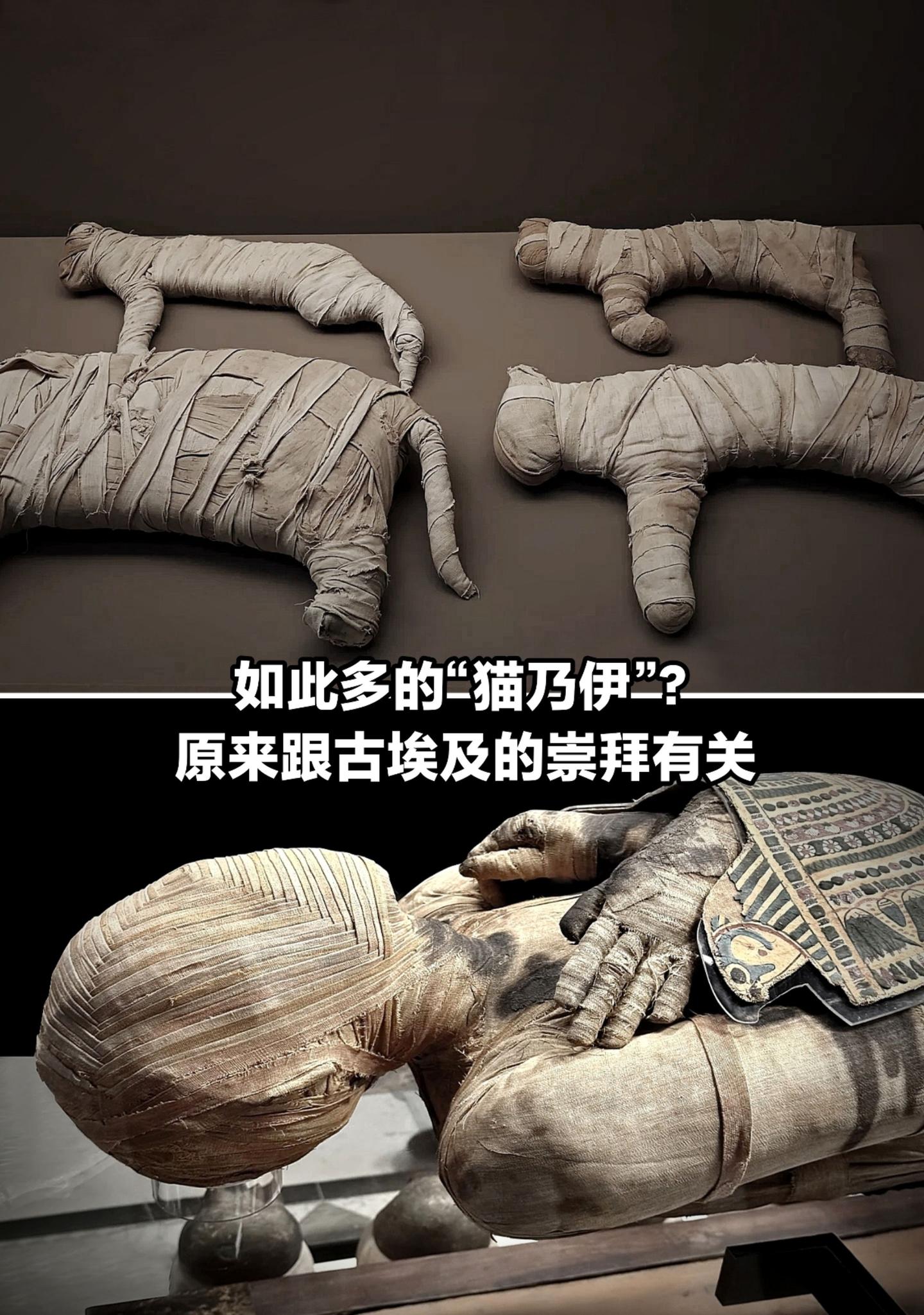 竟有这么多猫咪制作成“木乃伊”