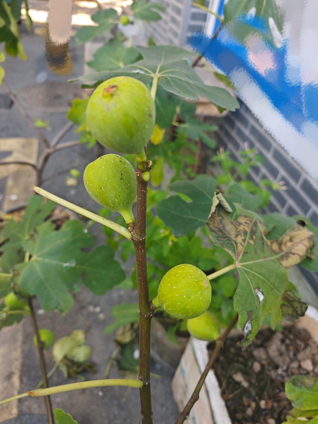 发现好多的无花果可惜都没有熟 