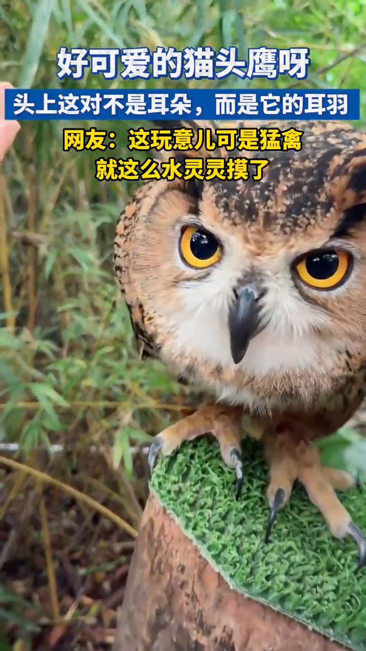 好可爱。
