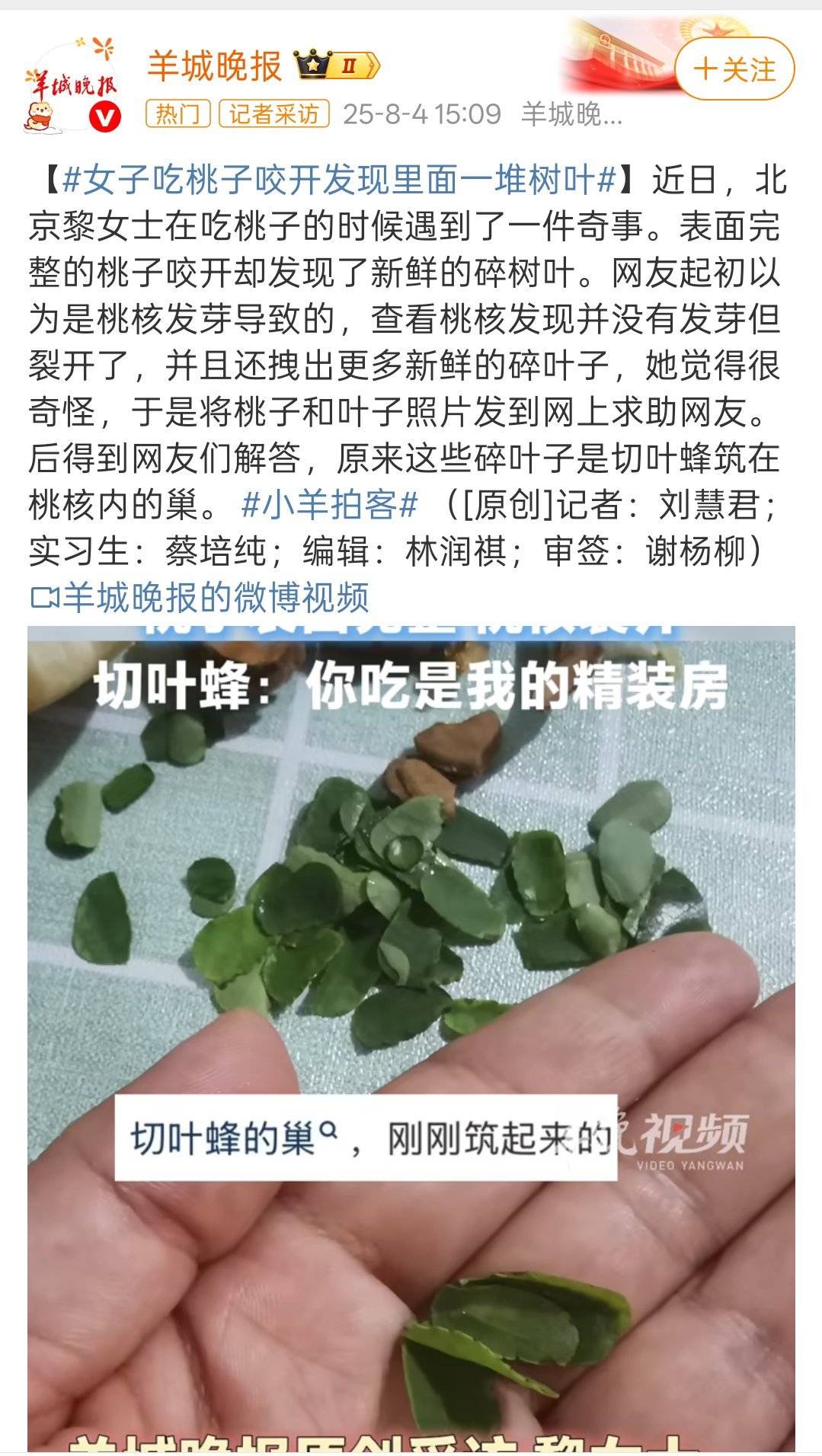 女子吃桃子咬开发现里面一堆树叶第一次见这么奇趣的事。切叶蜂也是第一次听说，长知识