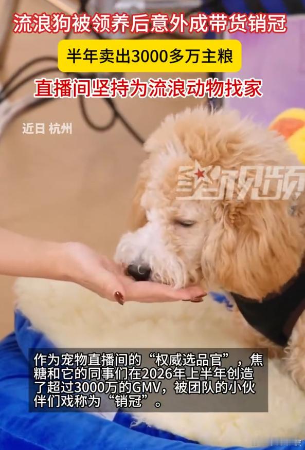 一条流浪狗半年卖了3000万主粮 谁能想到！流浪小狗焦糖逆袭成直播间销冠，曾经漂