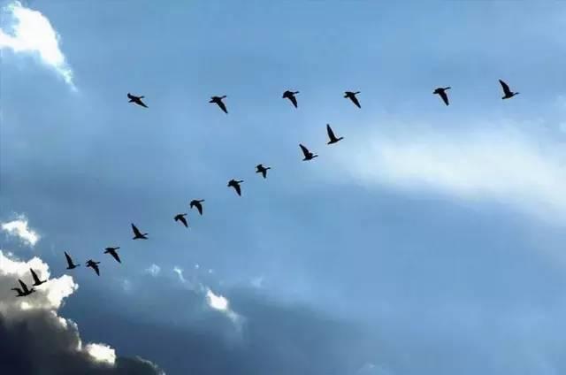 今天（3月20日，农历二月初二），是北方出嫁的女儿给娘家父母送面雁的节日。
  