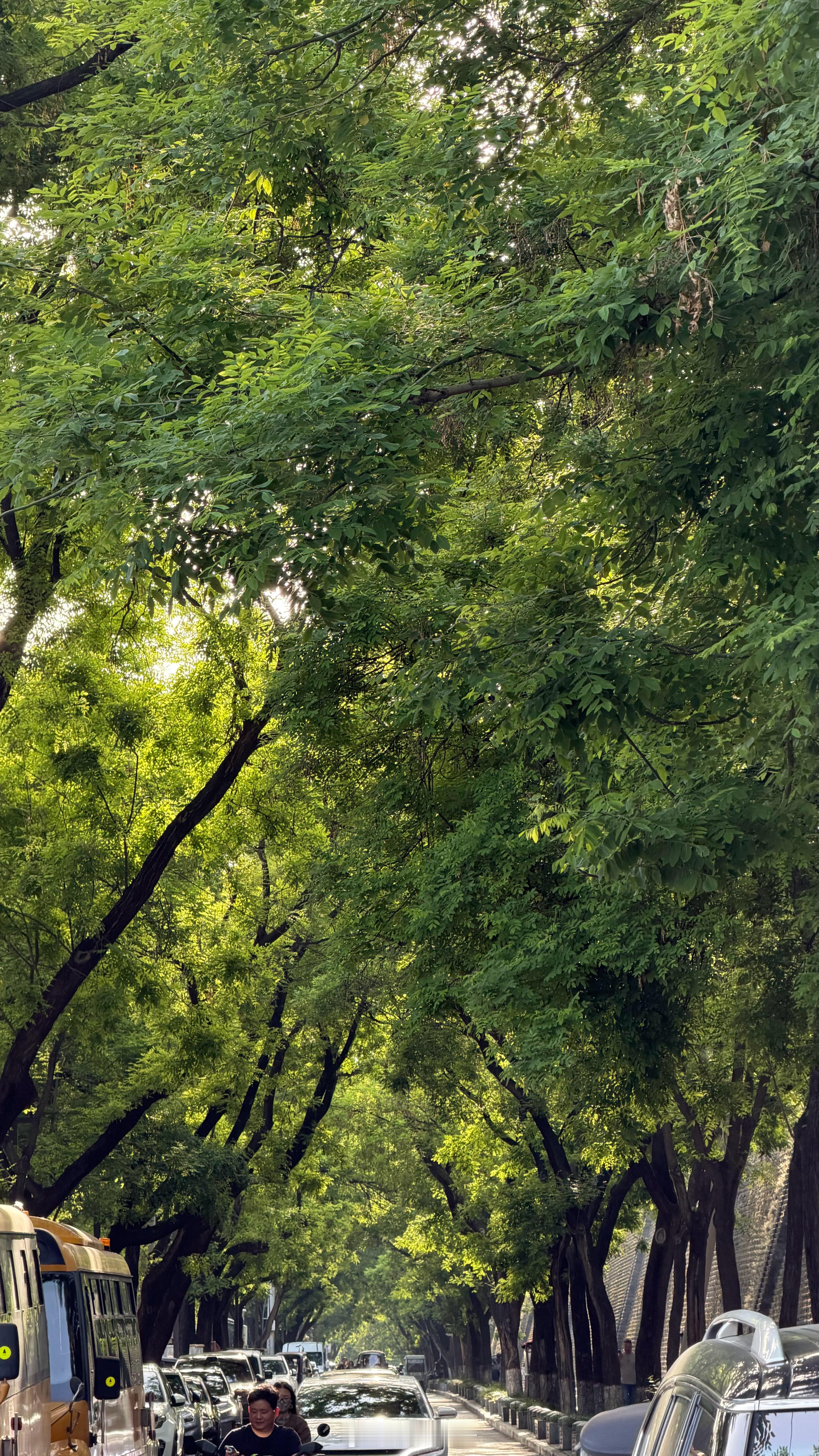 西安的国槐真的好美，是西安市树吗？非常有生命力西安生活 西安·西安城墙