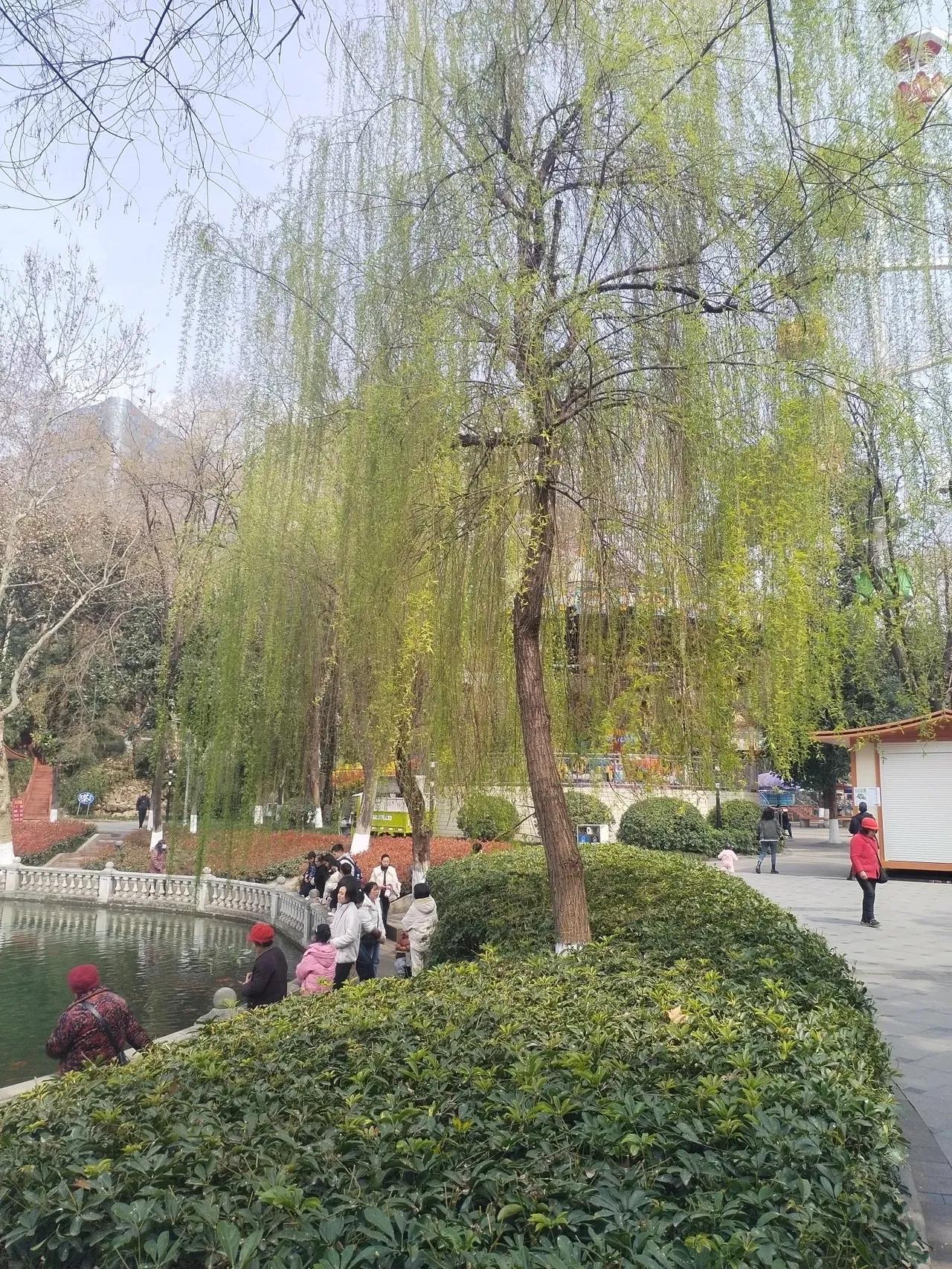 春柳

春天来了，
引人注目//，
岸柳迫不及待的，
孕育出嫩嫩的新芽，
长长黄