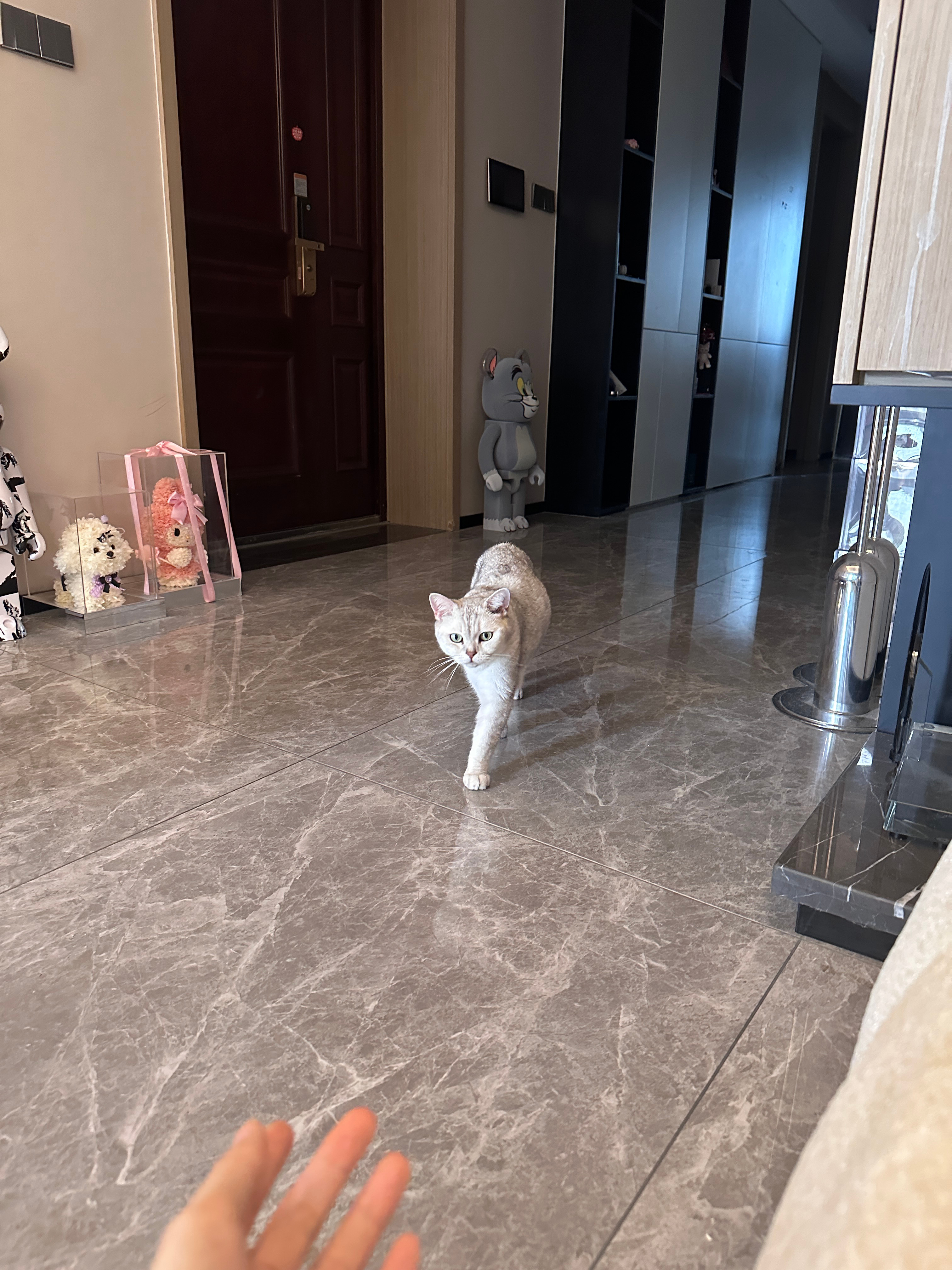 存一点Loki的帅照🐈  ​​​