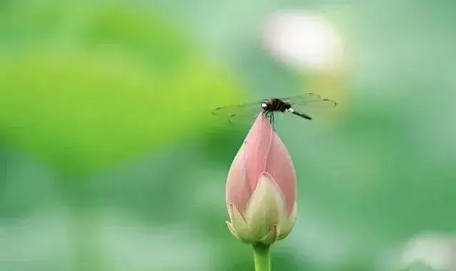 荷花