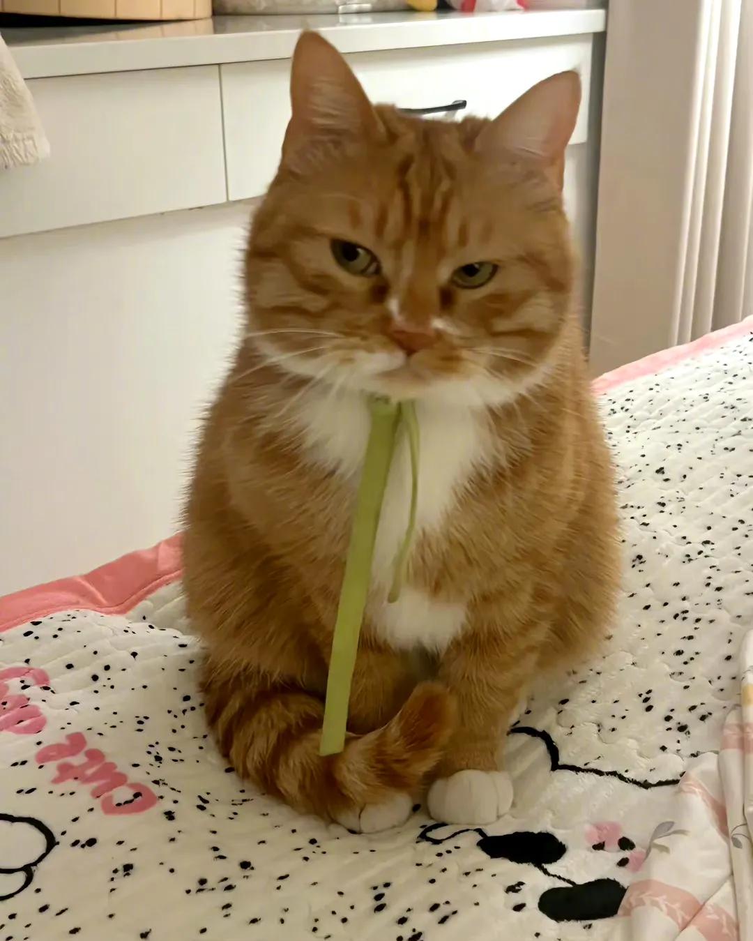 一只平常爱生气的小猫#猫咪二三事# #宠物猫生活分享# #养猫杂记# #猫咪琐事