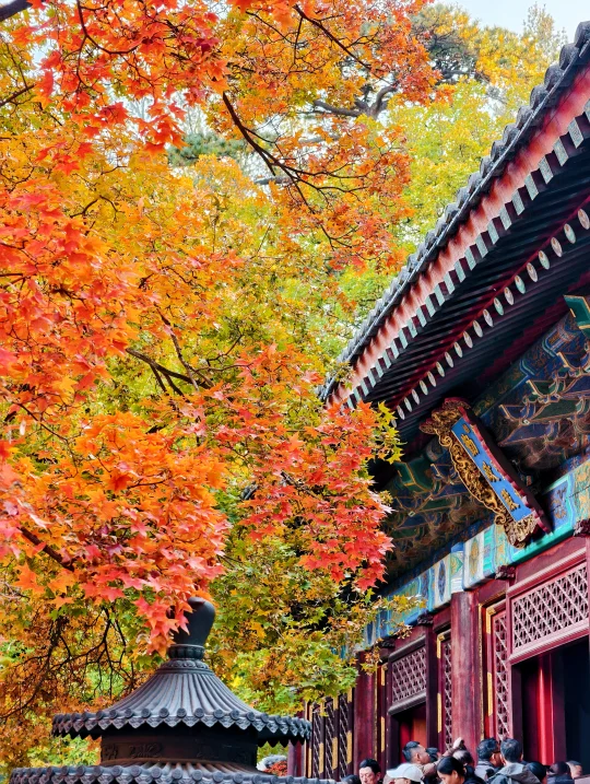 2025.10.27今天实拍香山公园勤政殿元宝枫！