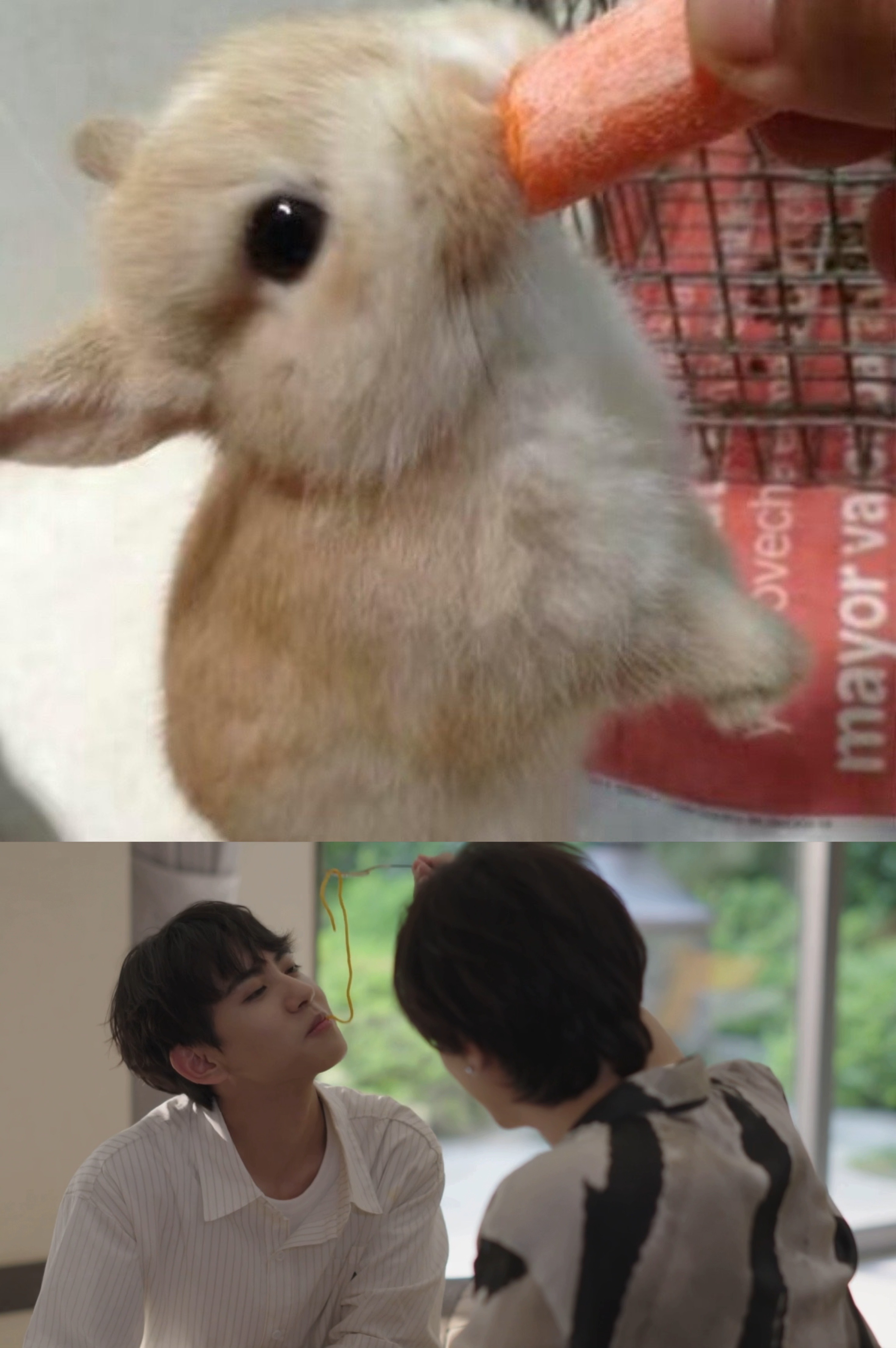 喂小兔子吃饭🥕🍝 