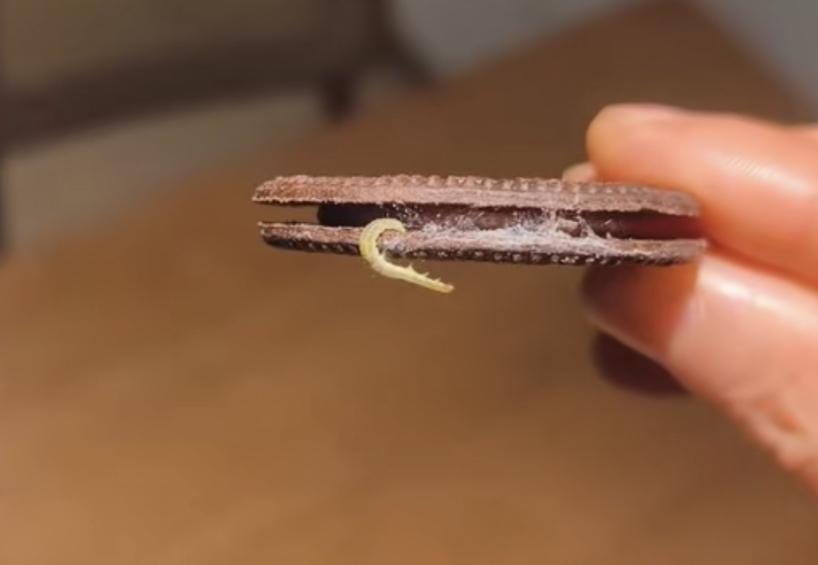 吃奥利奥吃出虫子，商家还没说话，网友就先急着质疑是消费者命令虫子在里面织网。
起