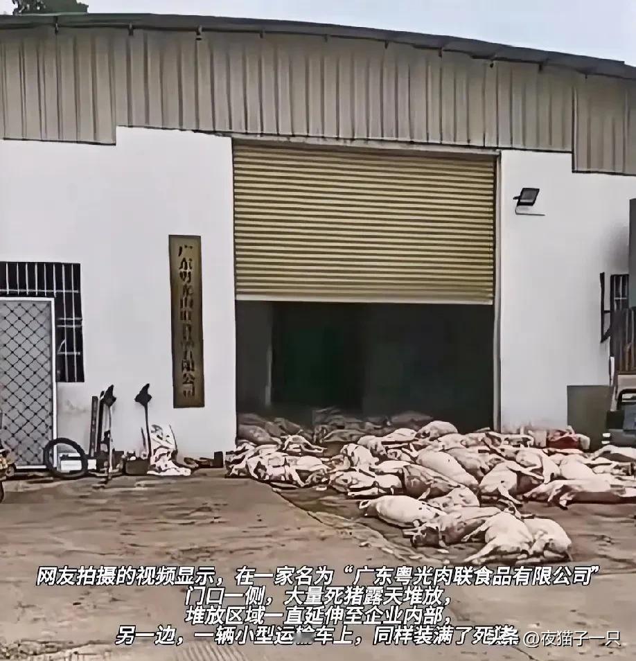 罗定死猪堆门口，无证厂竟敢收百头，谁在背后递“通行证”？

10月26号，有人拍
