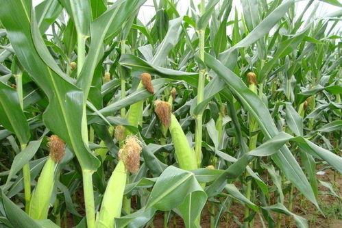 玉米在你们那儿的方言叫什么各地区都有自己的方言，在我们的老家陕西把玉米叫（yum