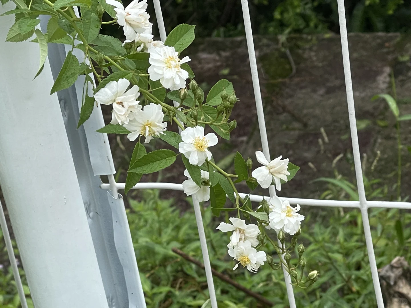 白色小花爱好者