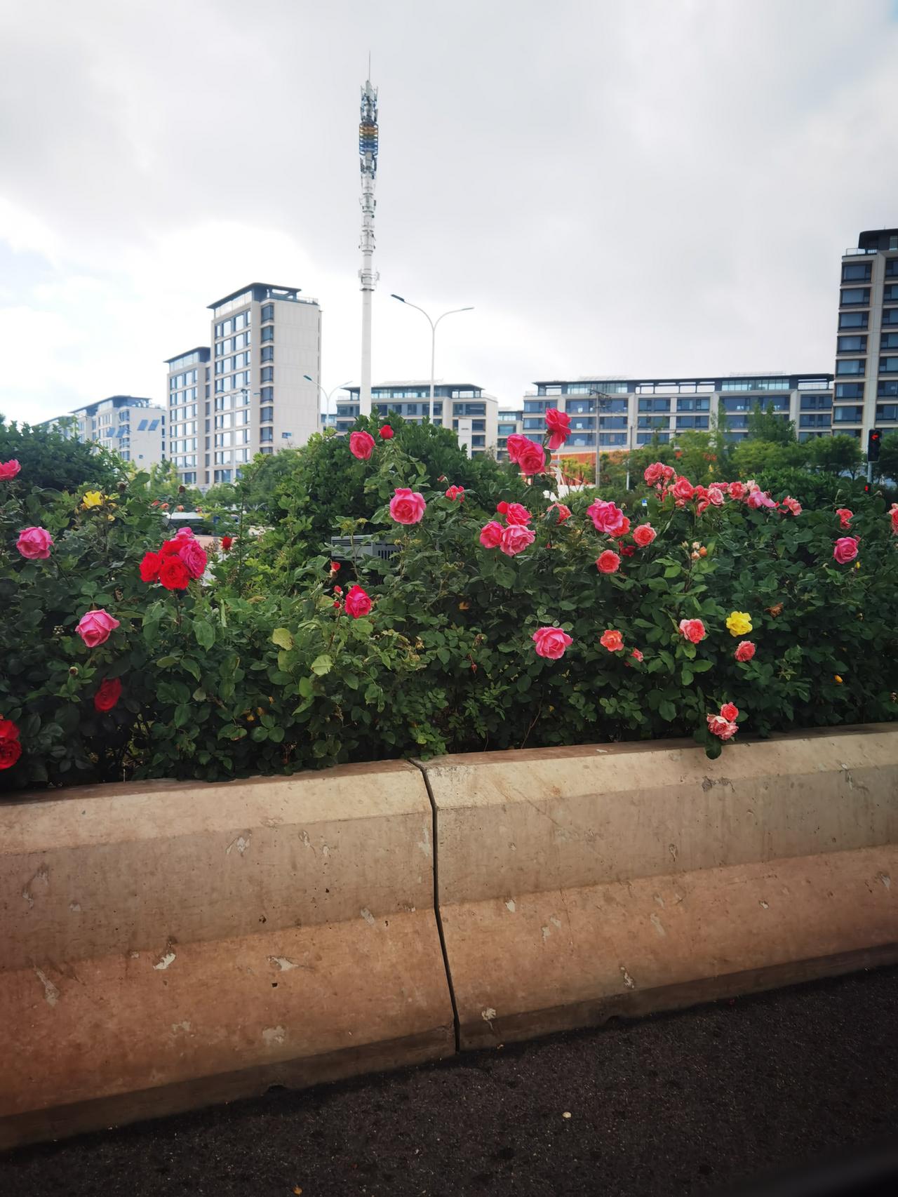 雨过后的月季花照样漂漂亮亮