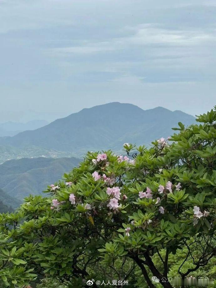 千年杜鹃火上央视打卡台州赏花经济 5月20日，央视《花开中国》摄制组携嘉宾曾黎走